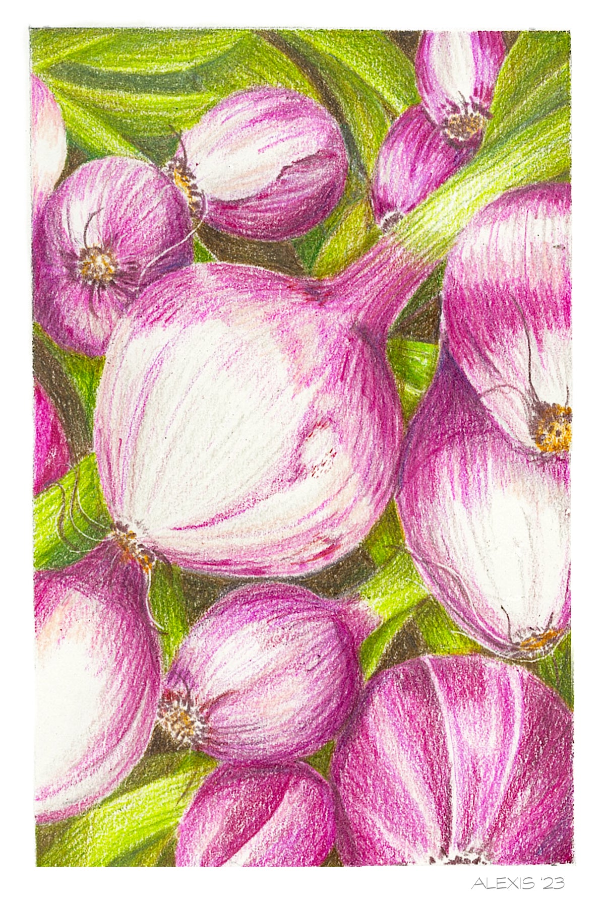 Red Onions Illustration