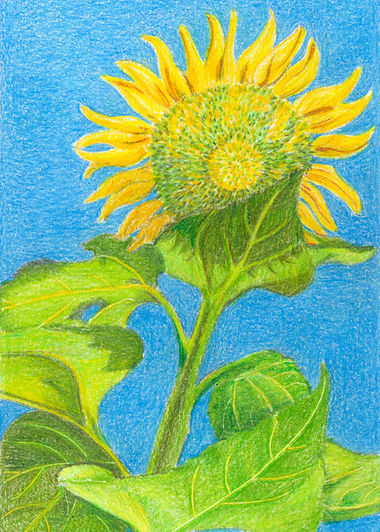 Sunflower in Blue Note Card Set